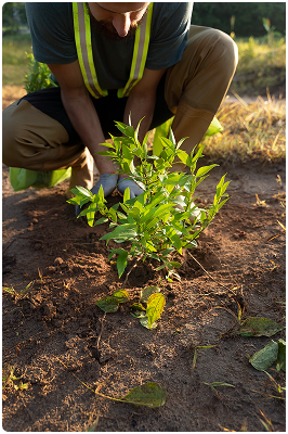 Tree Plantation Drive